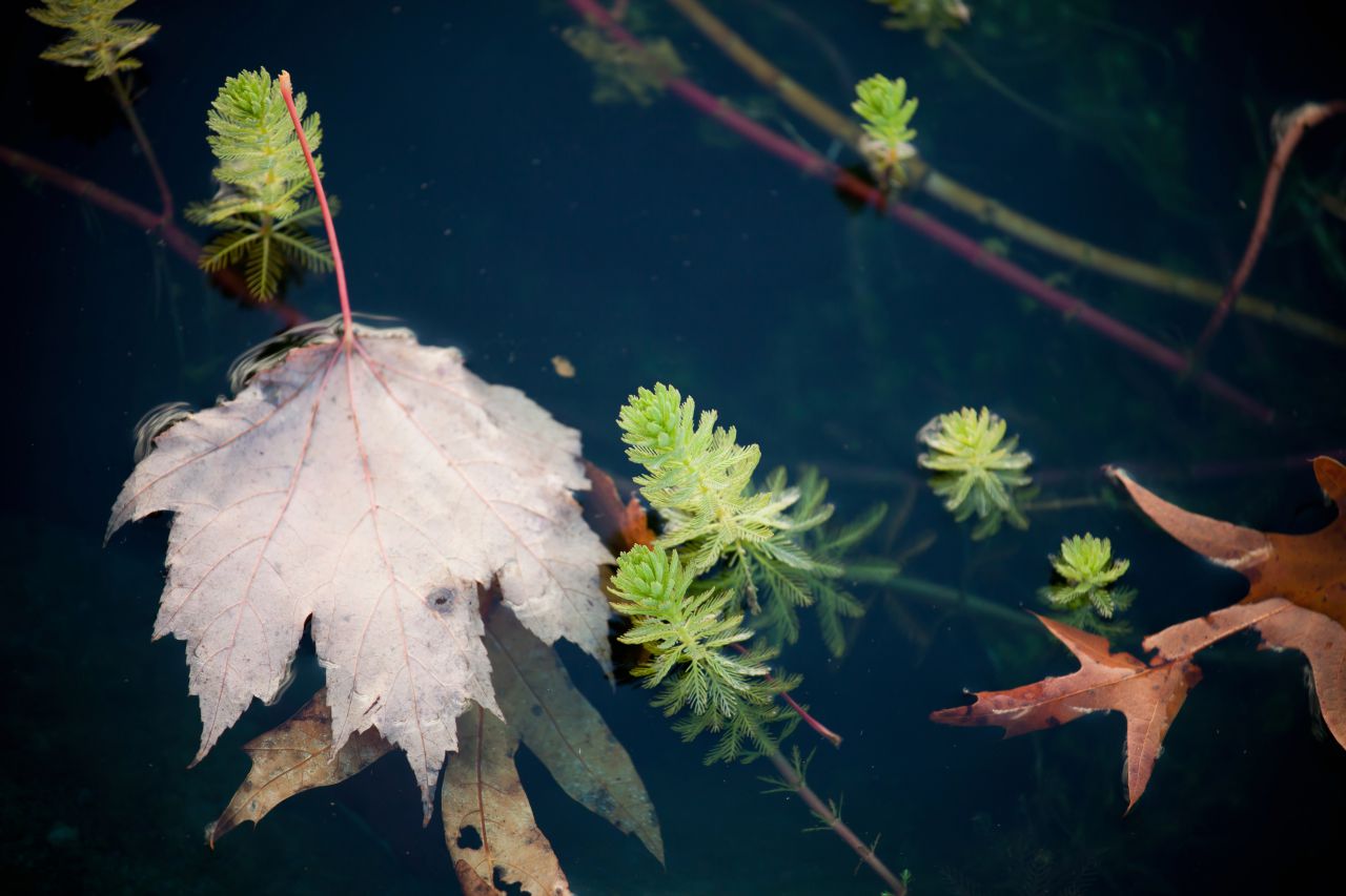 Leaf in Pond