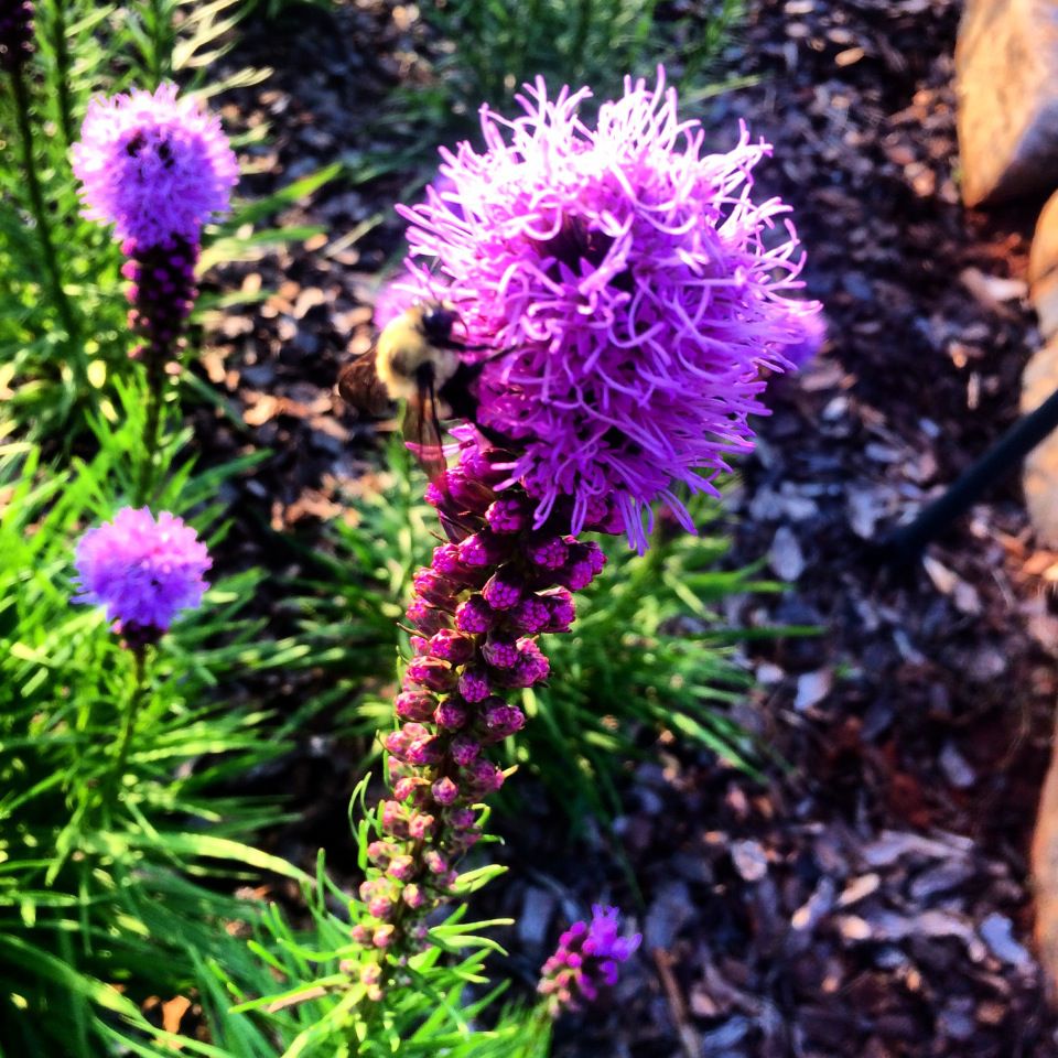 elohee purple flower