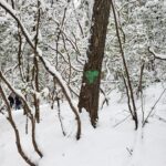 Elohee Winter